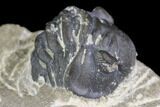 Detailed Gerastos Trilobite Fossil - Morocco #141791-10